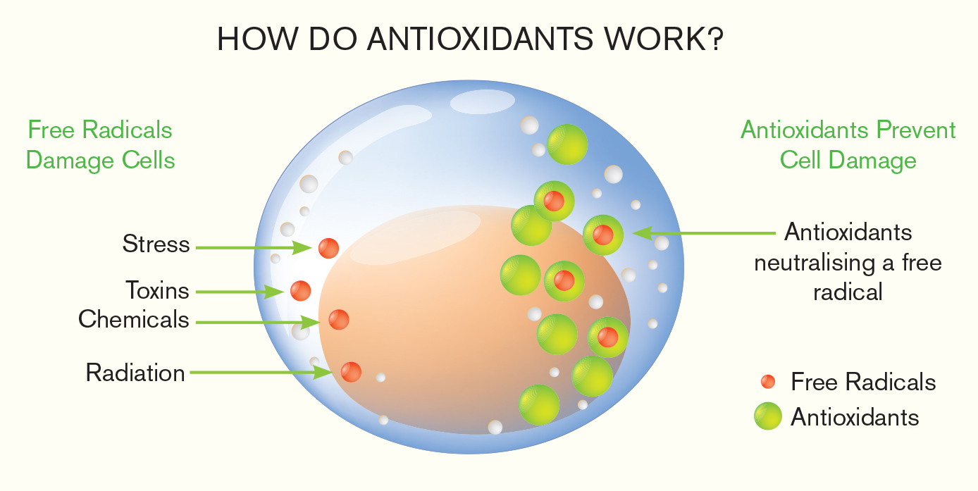 Antioxidants - how do they work?